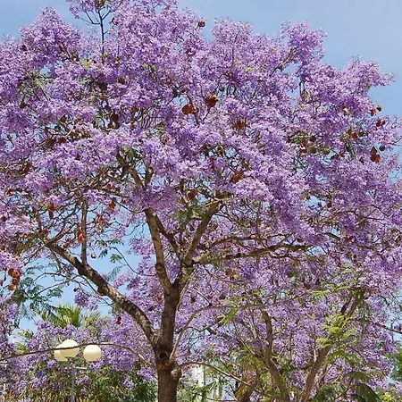 וילה Ocean Facing At Senhora Da Rocha *