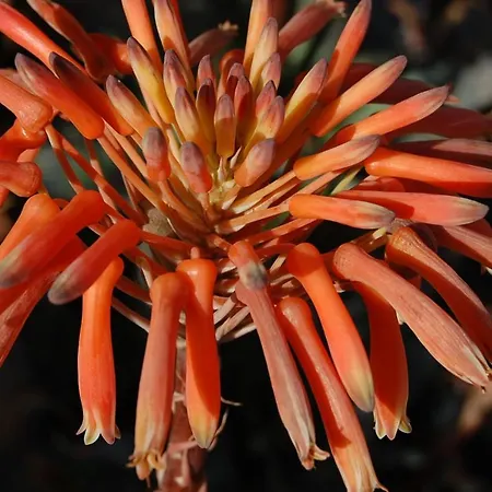 Ocean Facing At Senhora Da Rocha *