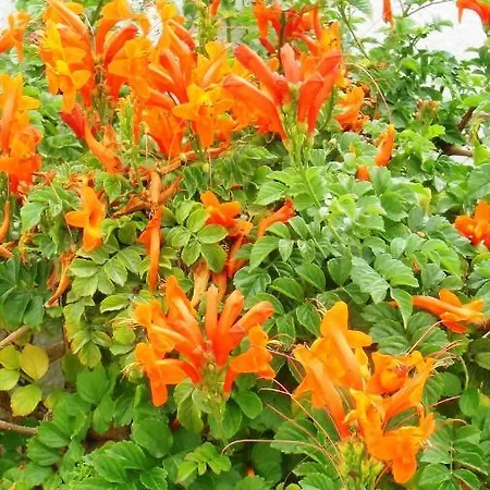 Ocean Facing At Senhora Da Rocha *