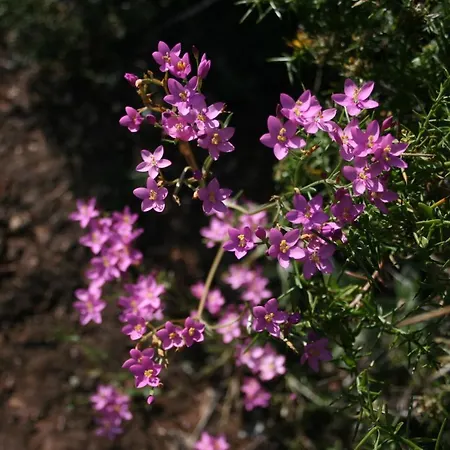 Ocean Facing At Senhora Da Rocha