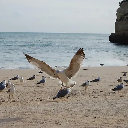 Ocean Facing At Senhora Da Rocha ヴィラ *