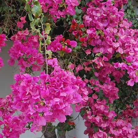 Ocean Facing At Senhora Da Rocha * פורצ'ס
