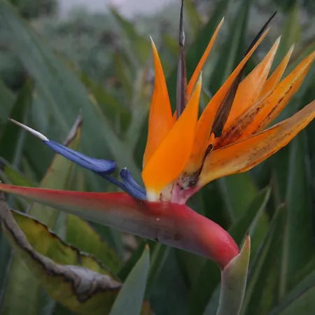 Ocean Facing At Senhora Da Rocha * פורצ'ס