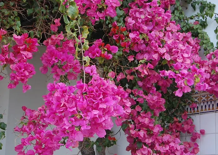Ocean Facing At Senhora Da Rocha * Porches (Algarve)