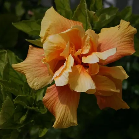 Ocean Facing At Senhora Da Rocha Porches (Algarve)