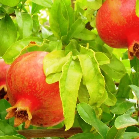 Ocean Facing At Senhora Da Rocha Villa Porches (Algarve)