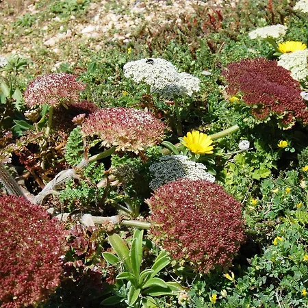 Ocean Facing At Senhora Da Rocha *
