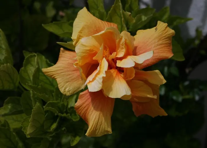 Ocean Facing At Senhora Da Rocha Porches (Algarve)