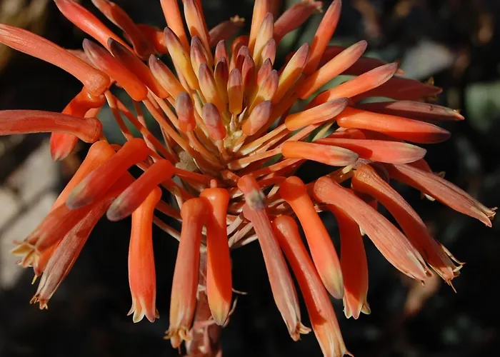 Ocean Facing At Senhora Da Rocha *