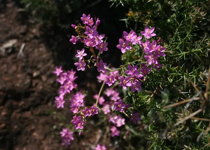 Ocean Facing At Senhora Da Rocha