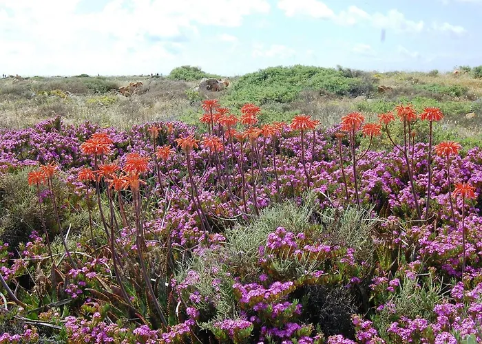 Villa Ocean Facing At Senhora Da Rocha
