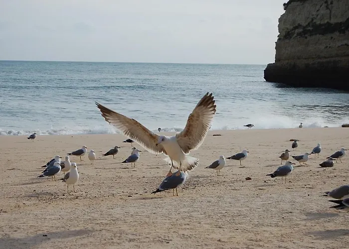 Ocean Facing At Senhora Da Rocha Villa *