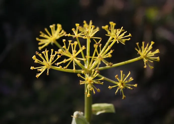 Ocean Facing At Senhora Da Rocha Villa Porches (Algarve)