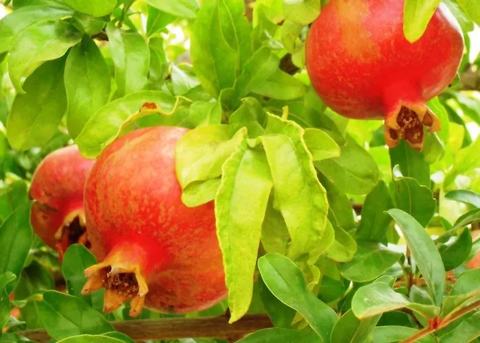 Ocean Facing At Senhora Da Rocha Villa Porches (Algarve)